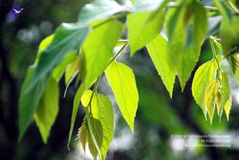 File:20091201DSC 3774 CMP WM001.jpg