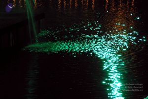 20091201DSC 4001 CMP WM001.jpg