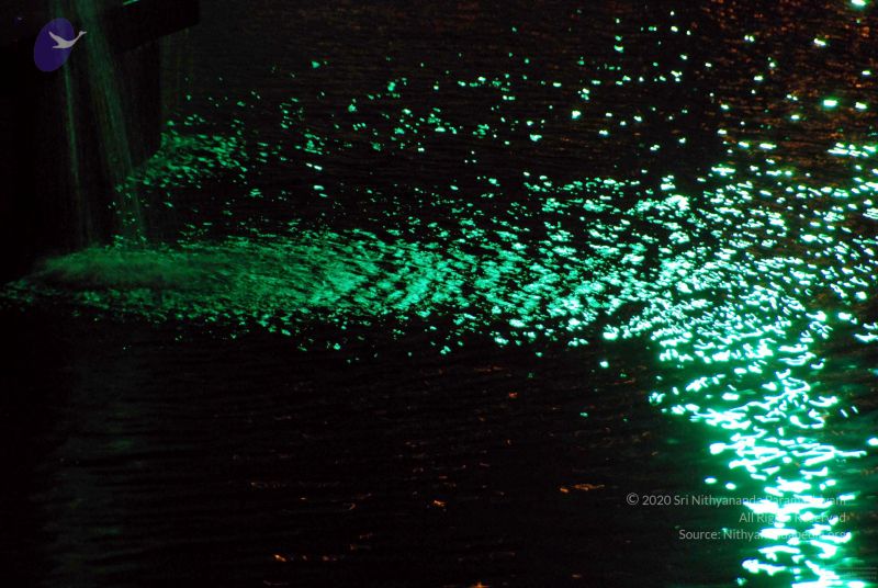 File:20091201DSC 4002 CMP WM001.jpg