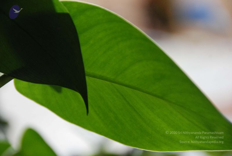 File:20091212 Photo 1230 1edtdc3b1BbRcAg4V- htMmEPBv0S4bPw.JPG