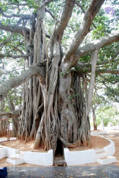 File:20091215DSC 8028 CMP WM001.jpg