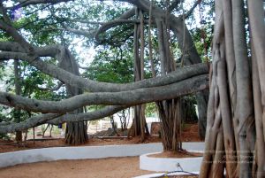 20091215DSC 8031 CMP WM001.jpg