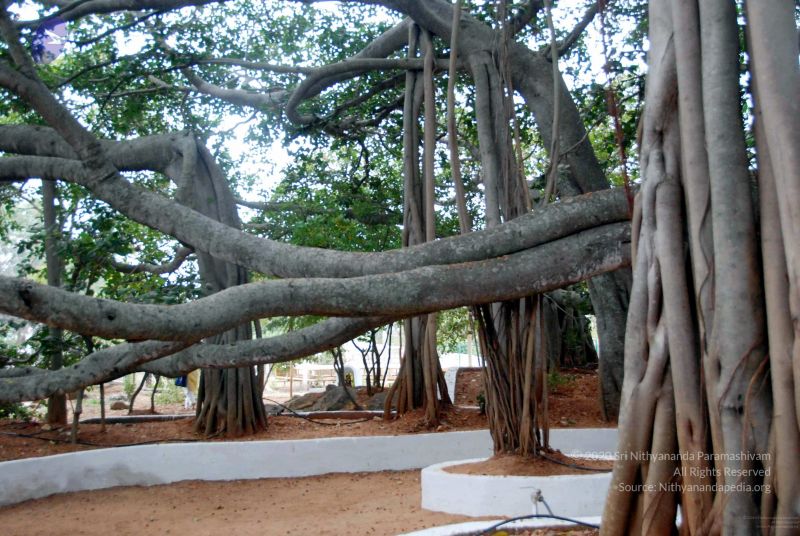 File:20091215DSC 8031 CMP WM001.jpg