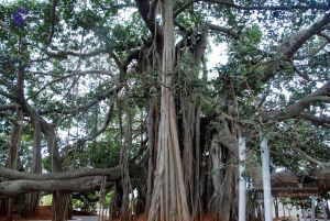 20091215DSC 8032 CMP WM001.jpg