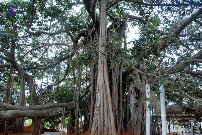 20091215DSC 8032 CMP WM001.jpg