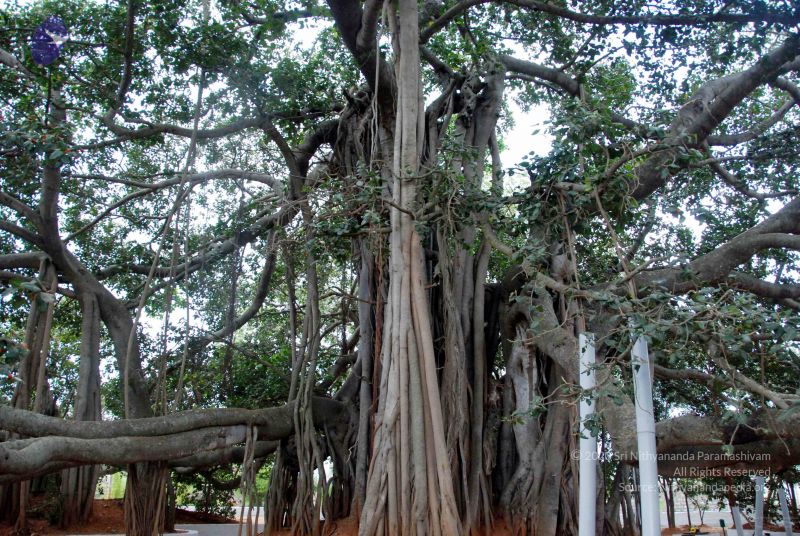 File:20091215DSC 8032 CMP WM001.jpg