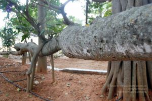 20091215DSC 8033 CMP WM001.jpg