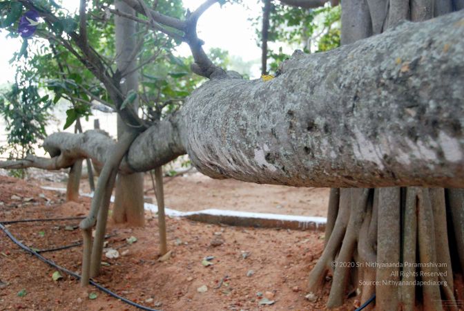 20091215DSC 8033 CMP WM001.jpg