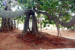 20091215DSC 8035 CMP WM001.jpg