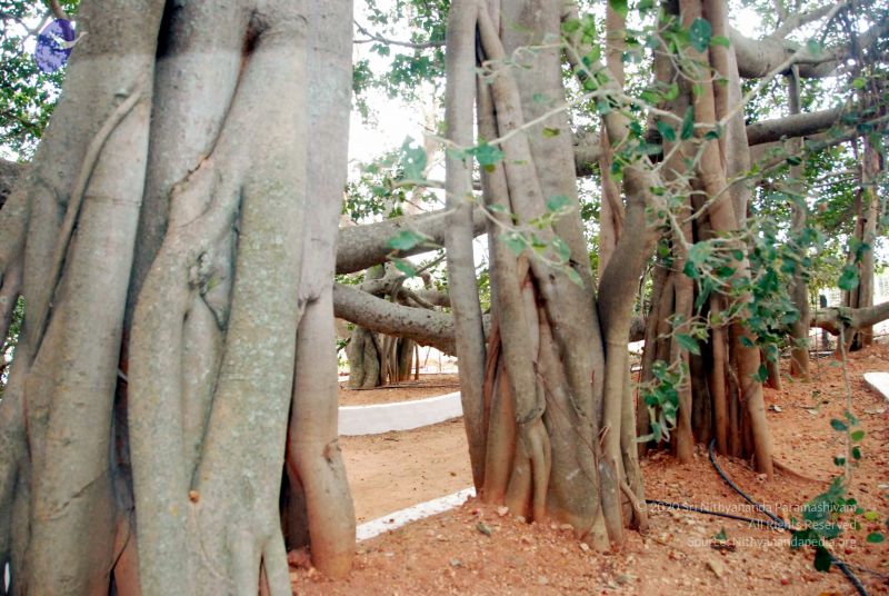 File:20091215DSC 8036 CMP WM001.jpg