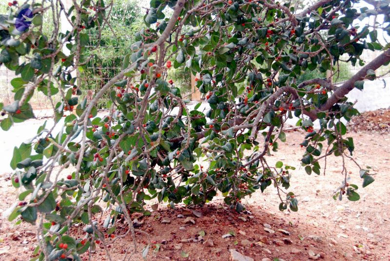 File:20091215DSC 8041 CMP WM001.jpg