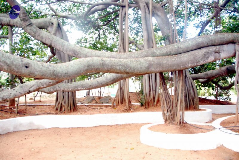 File:20091216DSC 8418 CMP WM001.jpg