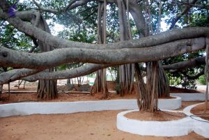 20091216DSC 8419 CMP WM001.jpg