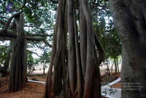 20091216DSC 8420 CMP WM001.jpg