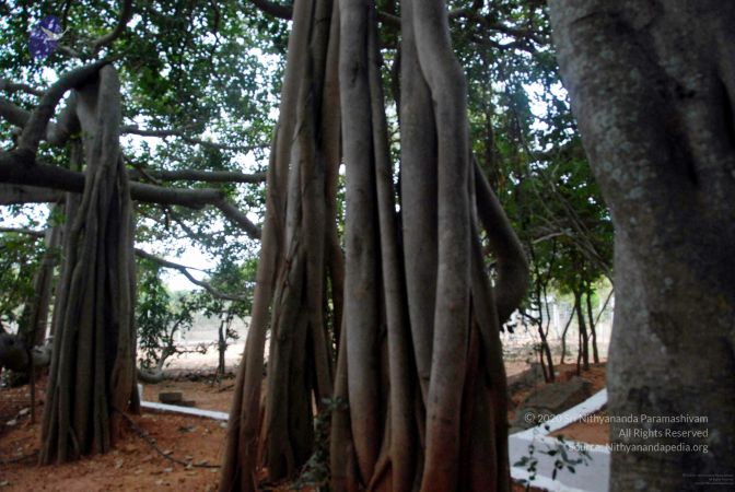 20091216DSC 8420 CMP WM001.jpg