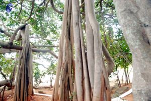 20091216DSC 8421 CMP WM001.jpg