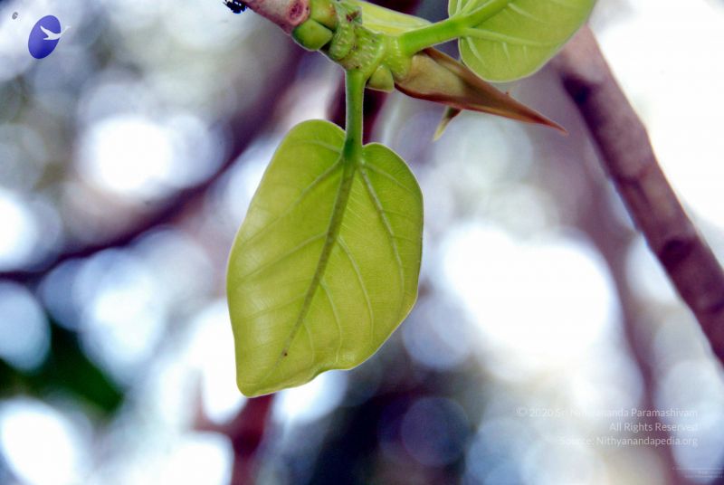 File:20091216DSC 8422 CMP WM001.jpg