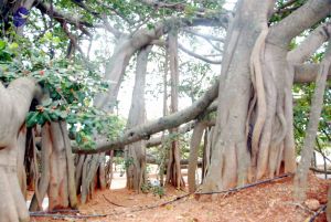 20091216DSC 8423 CMP WM001.jpg