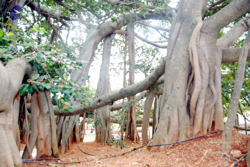 File:20091216DSC 8423 CMP WM001.jpg