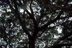 20091216DSC 8448 CMP WM001.jpg