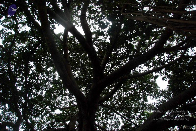 File:20091216DSC 8448 CMP WM001.jpg