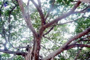 20091216DSC 8449 CMP WM001.jpg