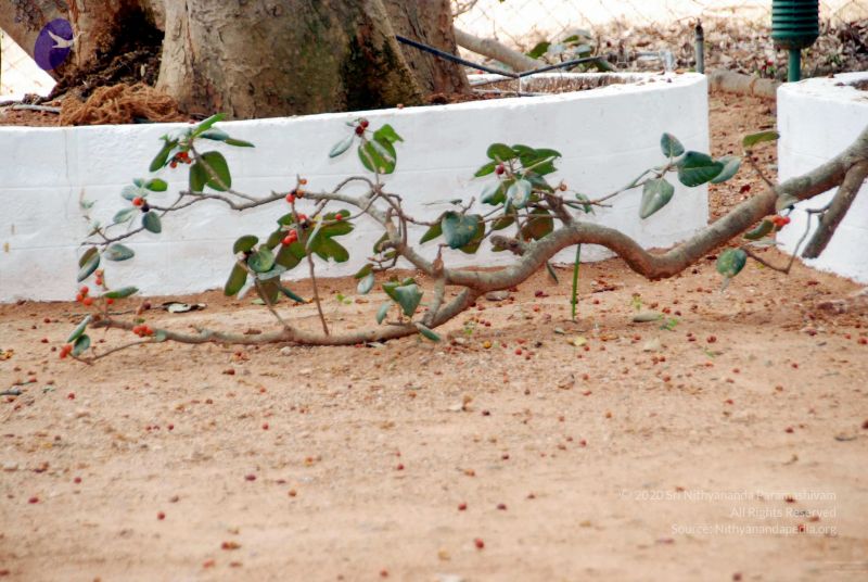 File:20091216DSC 8450 CMP WM001.jpg