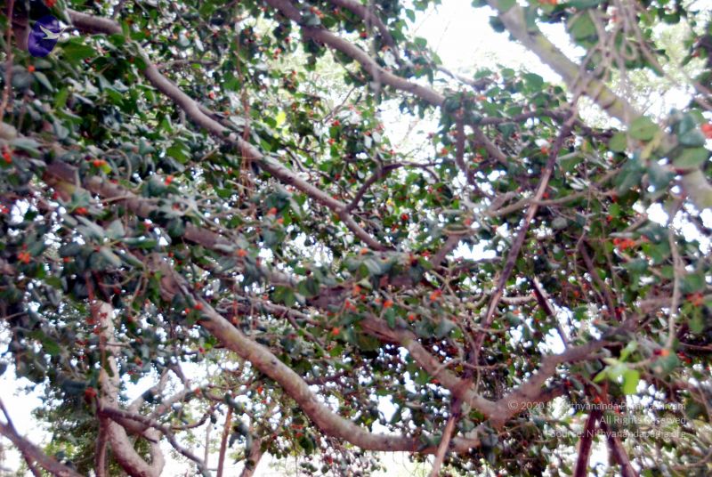 File:20091216DSC 8451 CMP WM001.jpg