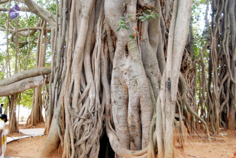 File:20091216DSC 8454 CMP WM001.jpg