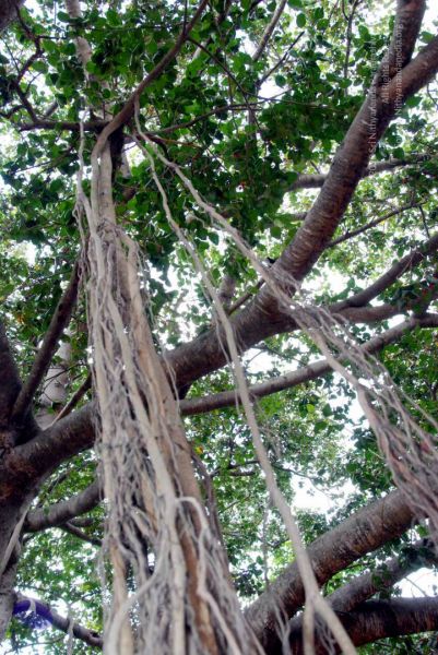 File:20091217 DSC 9196 CMP WM 11.jpg