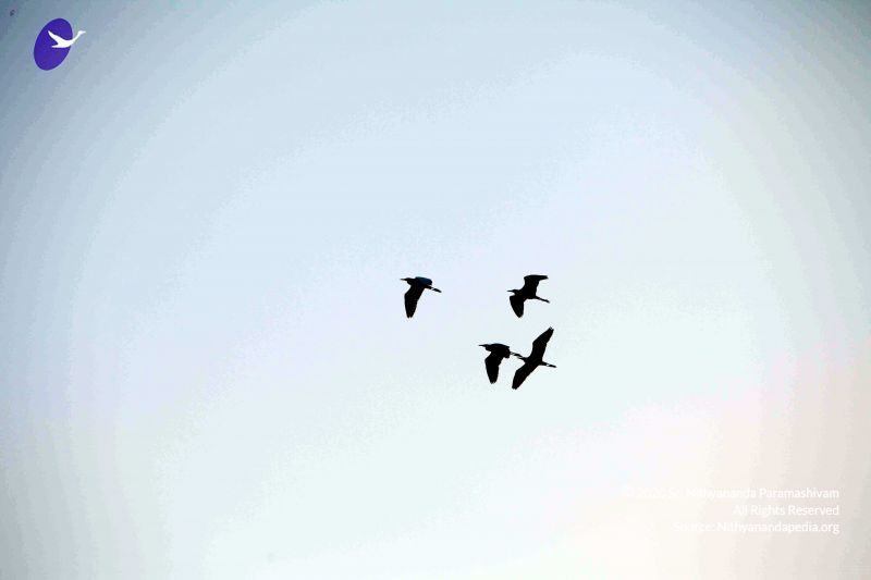 File:20091219IMG 3800 CMP WM001000 FIMT.jpg