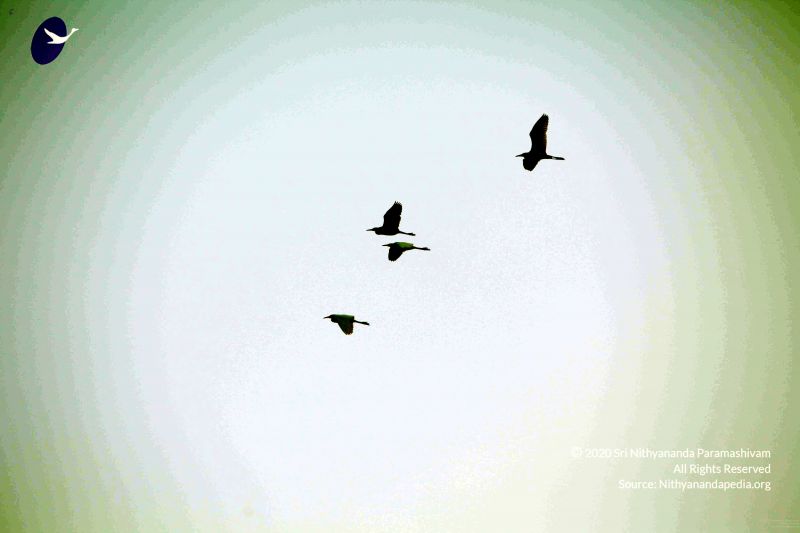 File:20091219IMG 3801 CMP WM001000 FIMT.jpg