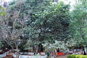 20091221DSC 0571 CMP WM001000.jpg