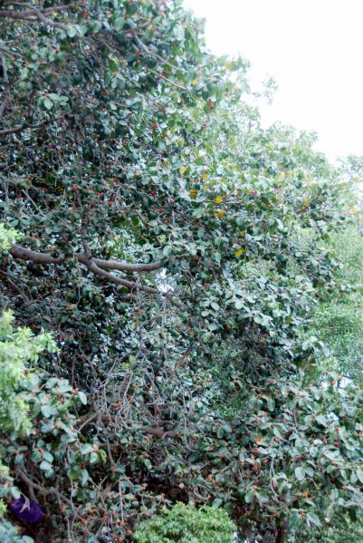 File:20091221DSC 0573 CMP WM001000.jpg