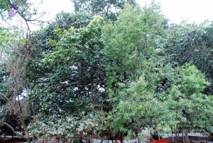 20091221DSC 0574 CMP WM001000.jpg