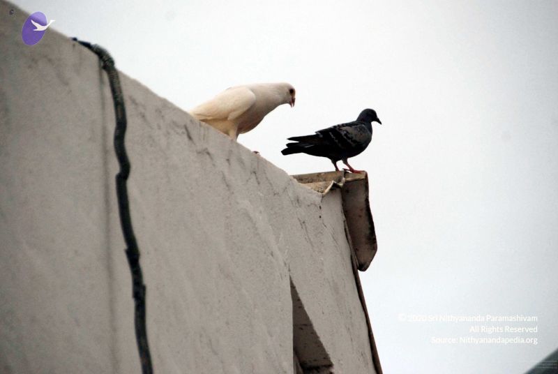 File:20091221DSC 0589 CMP WM001000.jpg