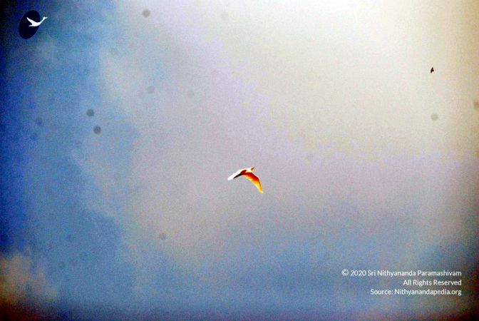 20091225DSC 4013 CMP WM0100 Games.jpg