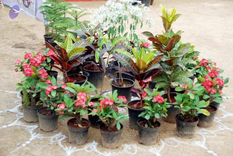 File:20091228DSC 7599 CMP WM00100 STALLVIEW.jpg