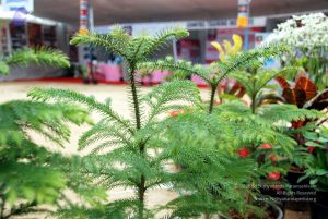 20091228DSC 7600 CMP WM00100 STALLVIEW.jpg