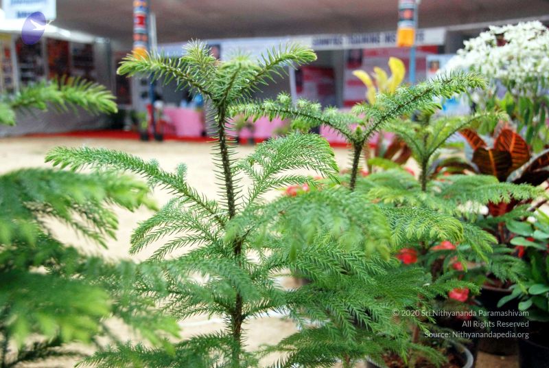 File:20091228DSC 7600 CMP WM00100 Stall.jpg