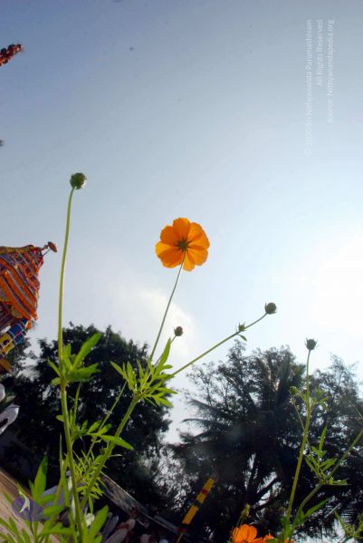 File:20091229DSC 7944 CMP WM00100 Procession.jpg