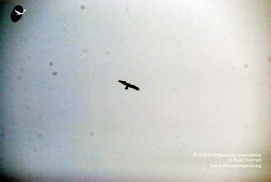 20091229DSC 7946 CMP WM00100 Procession.jpg