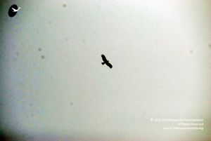 20091229DSC 7947 CMP WM00100 Procession.jpg