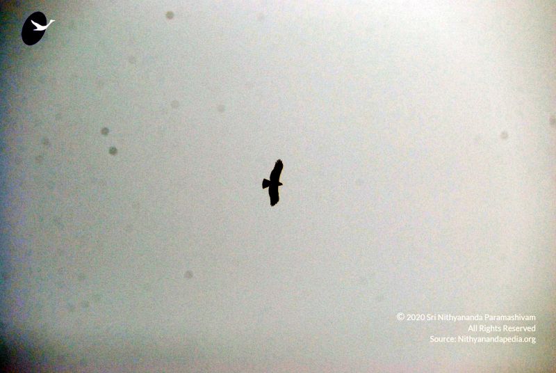 File:20091229DSC 7948 CMP WM00100 Procession.jpg