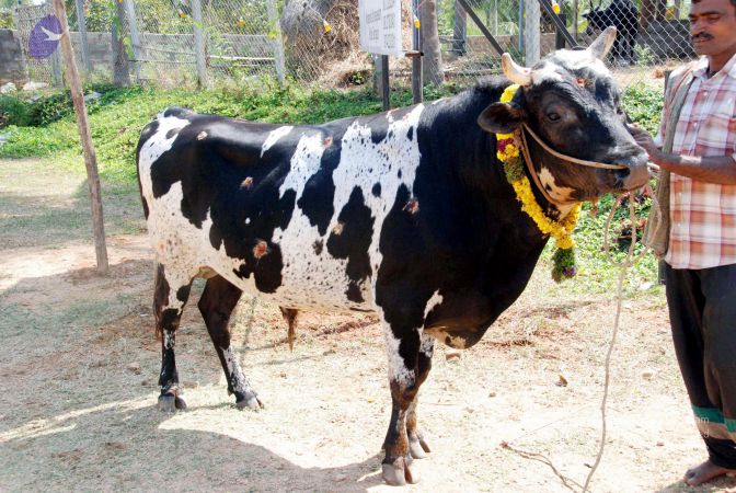 20091229DSC 8494 CMP WM00100 Procession.jpg