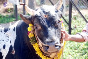 20091229DSC 8495 CMP WM00100 Procession.jpg