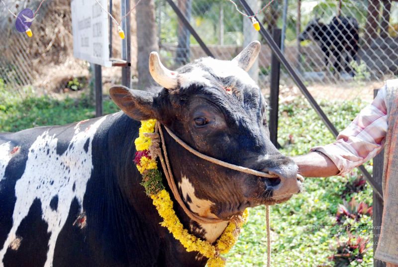 File:20091229DSC 8496 CMP WM00100 Procession.jpg