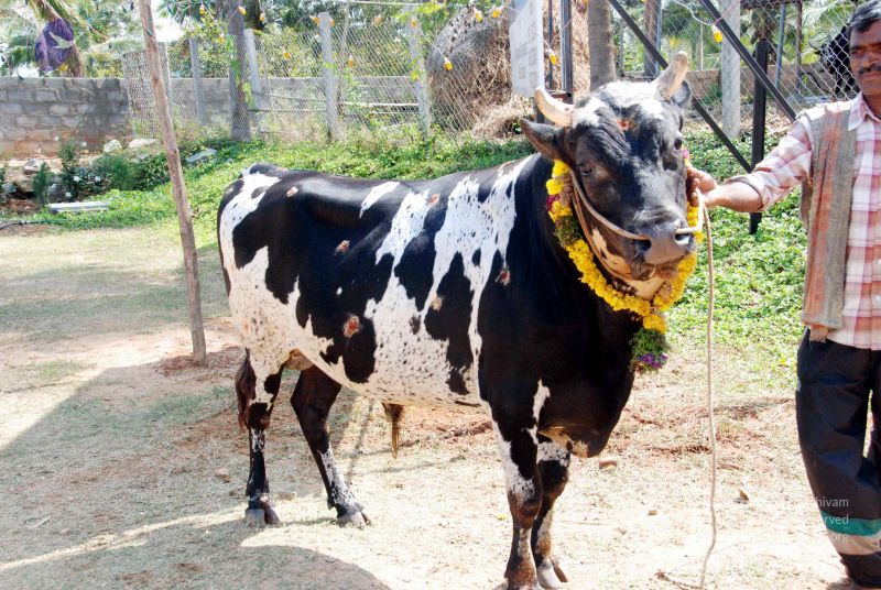 File:20091229DSC 8497 CMP WM00100 Procession.jpg