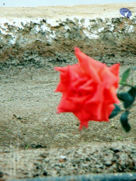 File:20100101DSCN2453 CMP WM001.jpg