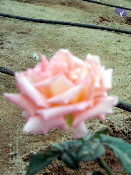 File:20100101DSCN2454 CMP WM001.jpg